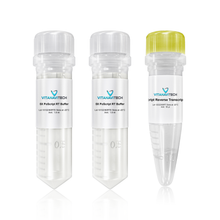 PoScript Reverse Transcriptase